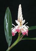 lesser galangal